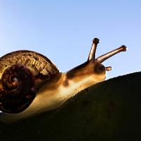 Snail silhouette 